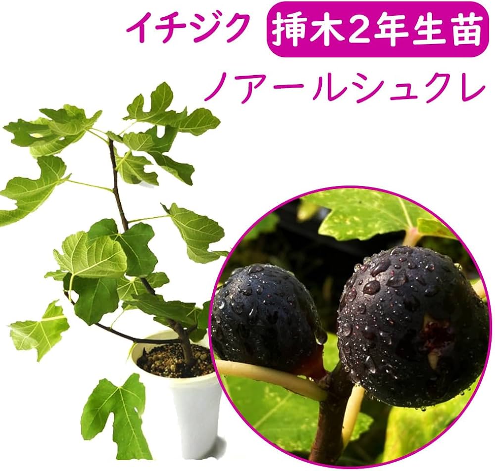 Amazon.co.jp: 【落葉中】富士園芸 とにかく根ががっちり！ イチジク