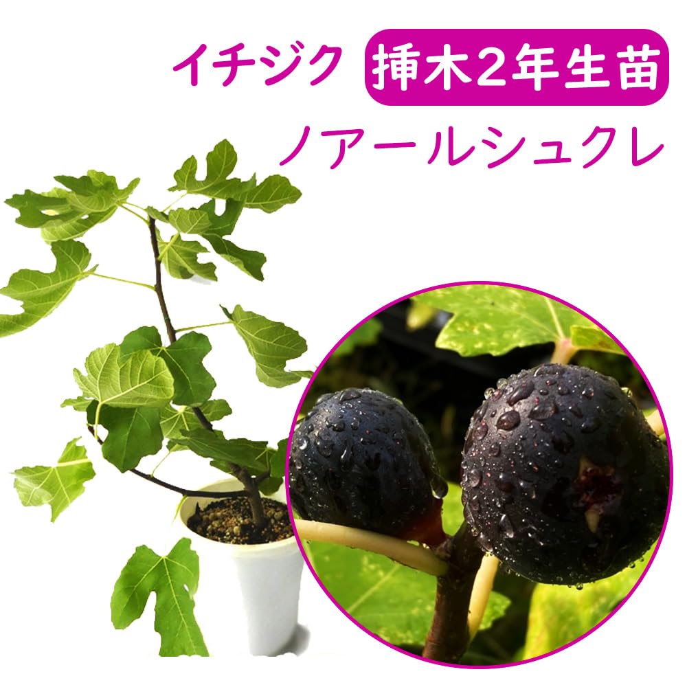 Amazon.co.jp: 【落葉中】富士園芸 とにかく根ががっちり！ イチジク