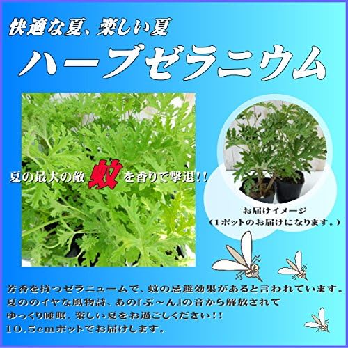 Amazon ハーブゼラニウム ハーブゼラニューム 蚊除け 蚊よけ 蚊の忌避効果 10 5cmポット 観葉植物 オンライン通販