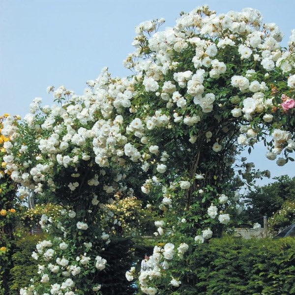 Votaniki Climbing Rose Iceberg Mature 2 Year Old Plant - Fragrant White Blooms for Vertical Gardens | Perfect for Trellises & Arbors, Easy to Train