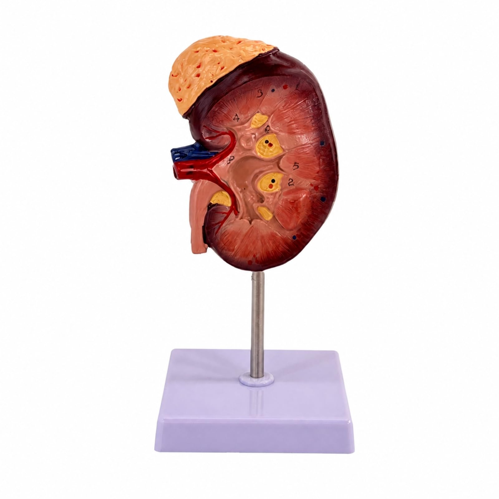 Detailliertes Modell der Menschlichen aus Langlebigem PVC Material für die Veranschaulichung der nfunktion Und Des Aufbaus für Den Anatomieunterricht, 2X