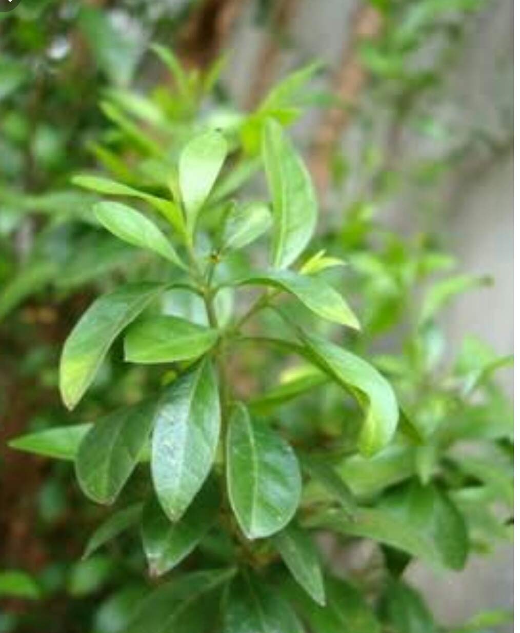 PlantaZee Meha_ndhi Live Plant Natural Henna Plant with Poly Bag (B07W7XQYDB) Amazon Price History, Amazon Price Tracker