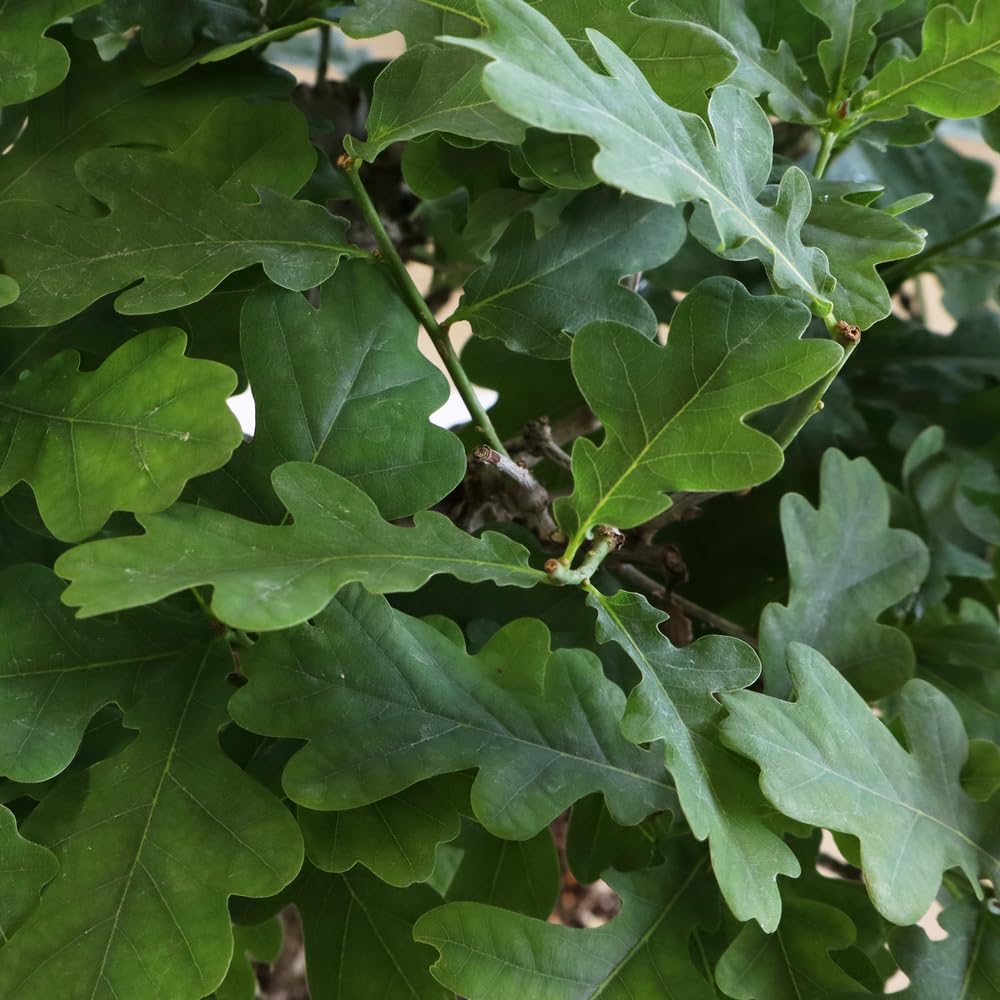 KENTIS Bonsaï Quercus Pubescens Chêne pubescent du Japon Vraies Plantes Décoratives d'Extérieur H 40-45 cm Pot Ø 26 cm