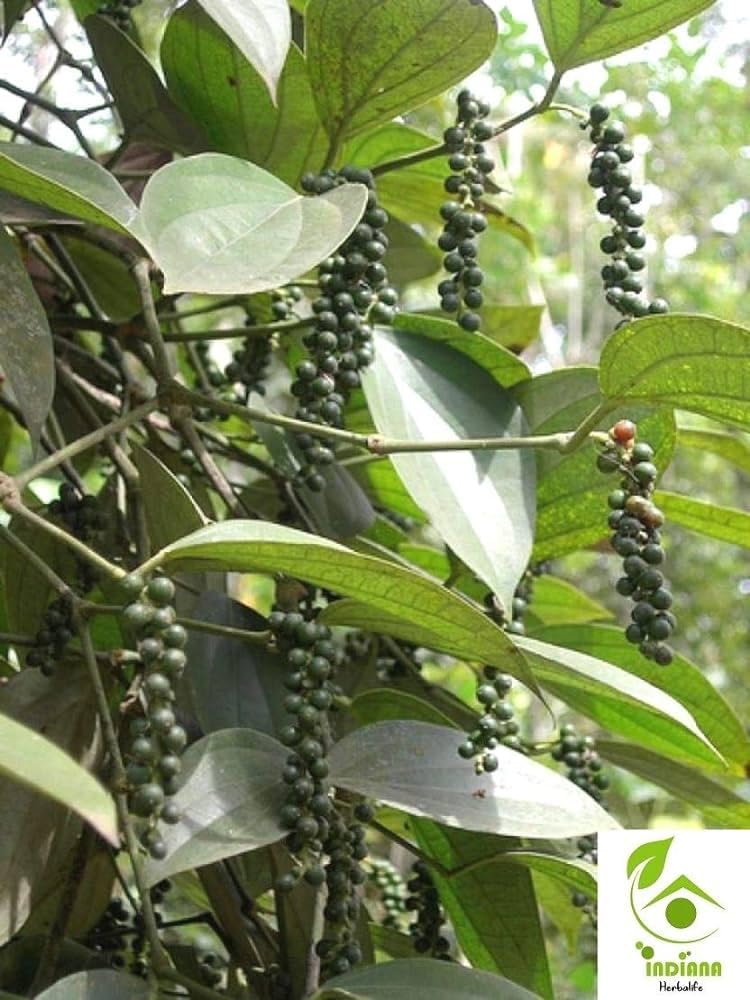 Natural Kali mirch plant pack of 1-image-49