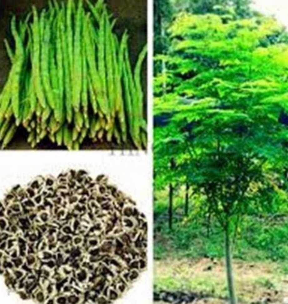 Mphmi Live Plant Nursery NCR Nurseryplant Drumstick, Moringa Oleifera - Plant (B0C2Q6H23M) Amazon Price History, Amazon Price Tracker