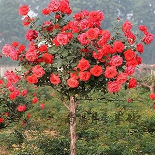 Swans Green 100pcs/bag Rose Tree Seeds Bonsai Seeds Exotic Seeds Garden Decorative Pot Plant for Home Garden: Only Seeds