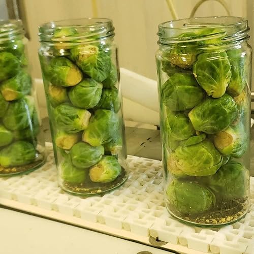 Miniatura 7 de Fosters Pickled Brussel Sprouts - Original- 16oz (paquete de 2) - Bruselas en escabeche son frescas, sin gluten, sin grasa y sin conservantes -