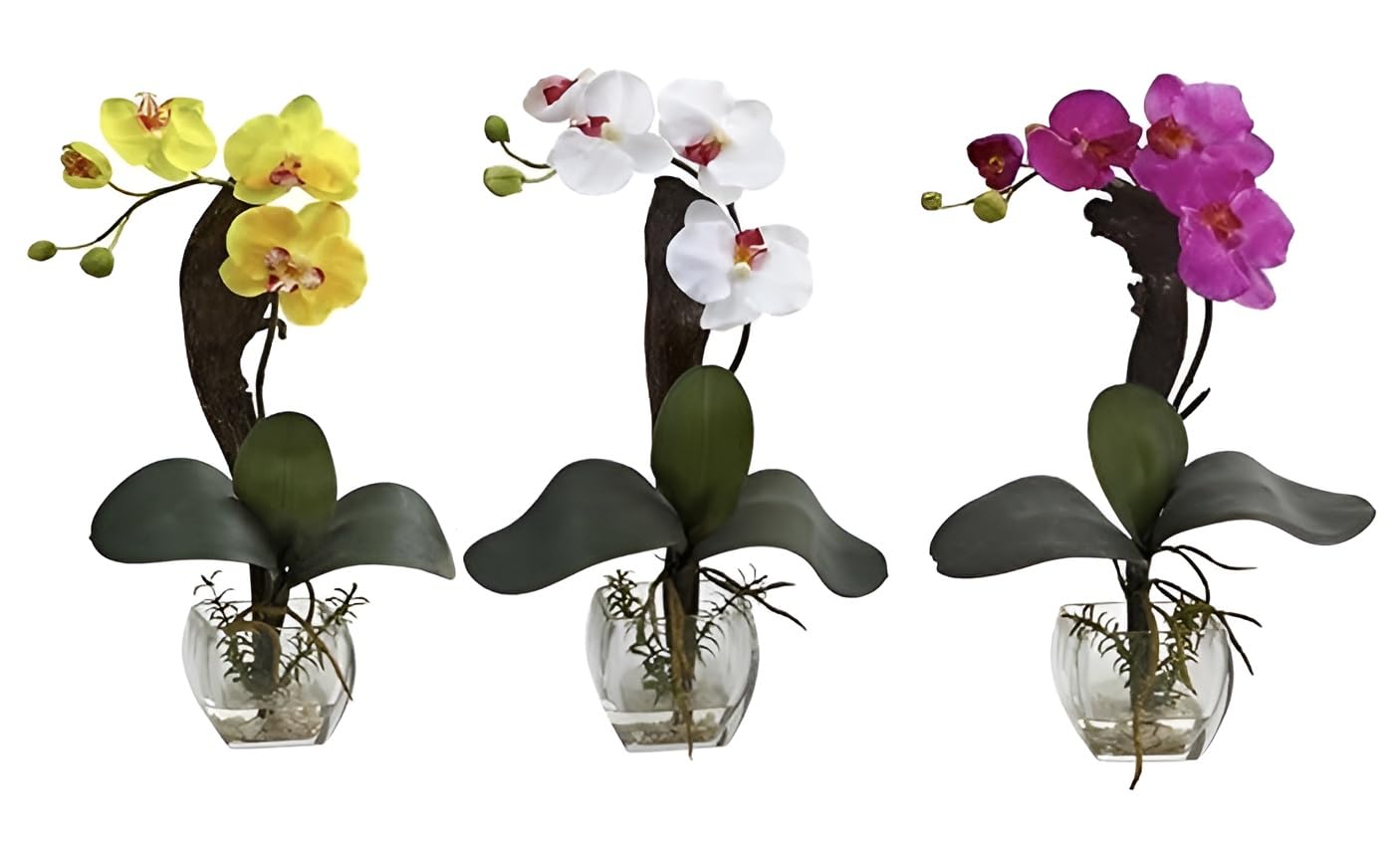 Green view® Live Pack of 3 Rare Exotic Orchid Indoor Flower Plant 3 Different Colors|with pot Very Fast Growing Plant Quality