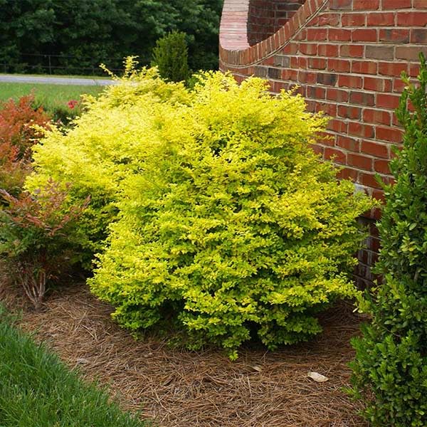 Brighter Blooms - Southern Living® Sunshine Ligustrum Shrub, 1 Gallon - No Shipping to AK, AZ, HI, OR