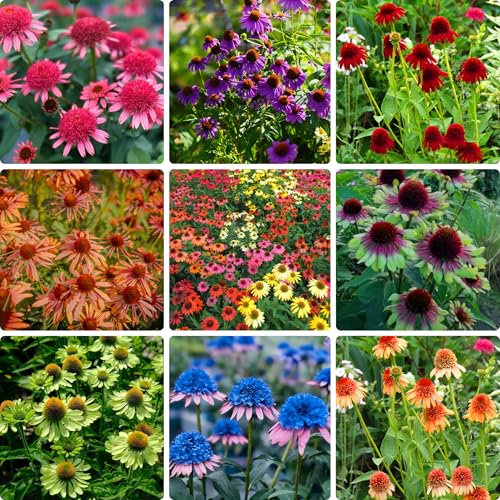 Mixrug Echinacea Coneflower Seeds for Planting 300+pcs Rare Perennial Hardy Double Echinacea Cone Flower Seeds Plants Non-GMO Heirloom Hummingbirds Open Pollinated Flowers for Home Garden Outdoors
