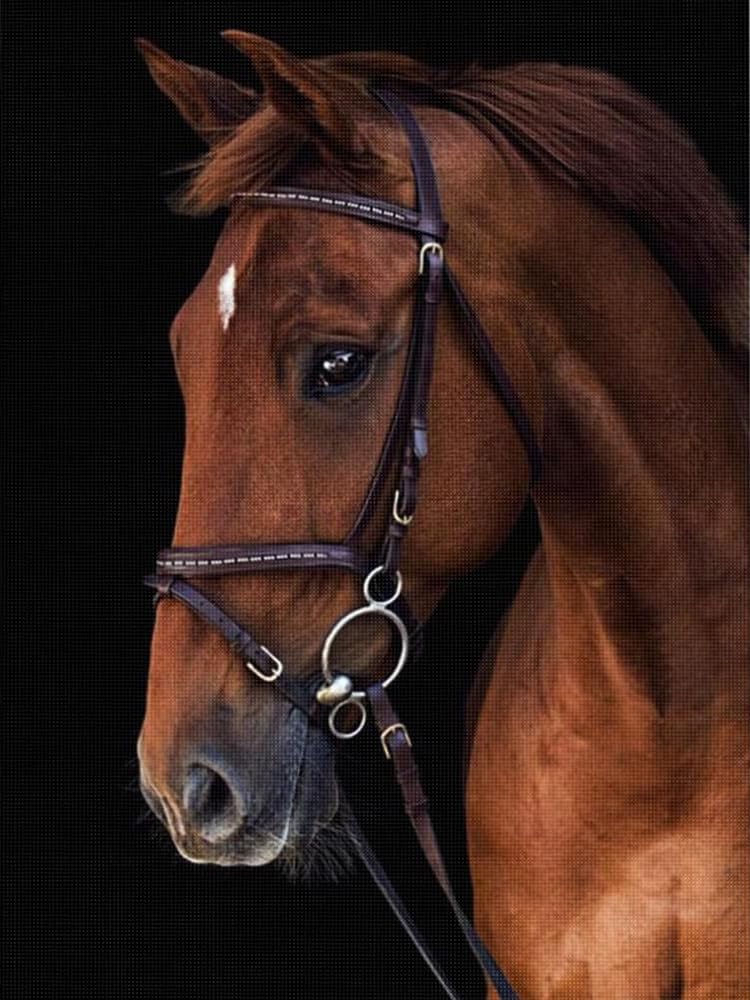 Brennora Embroidery Cross-Stitch Kits for Adults Beginners Pre Printed Cross Stitch Kit Horse 11CT Needlework Arts and Crafts for Home Decor 16x20 inch