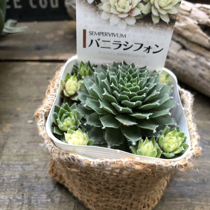 Amazon | 【バニラシフォン】センペルビウム 多肉植物 即完売 観葉植物