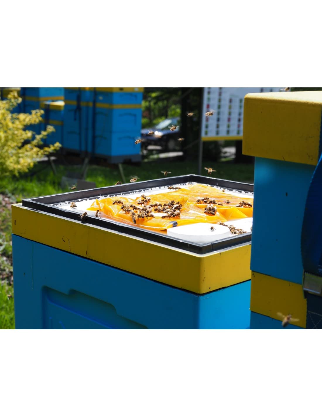 LYSON Apikand Nourriture pour Abeilles avec Pollen Pâte à Sucre Gâteau au Sucre Pâte à Nourrir Fournitures d'apiculture Aminés Essentiels Ruche Pâteuse Apiculture Miel 5x1kg