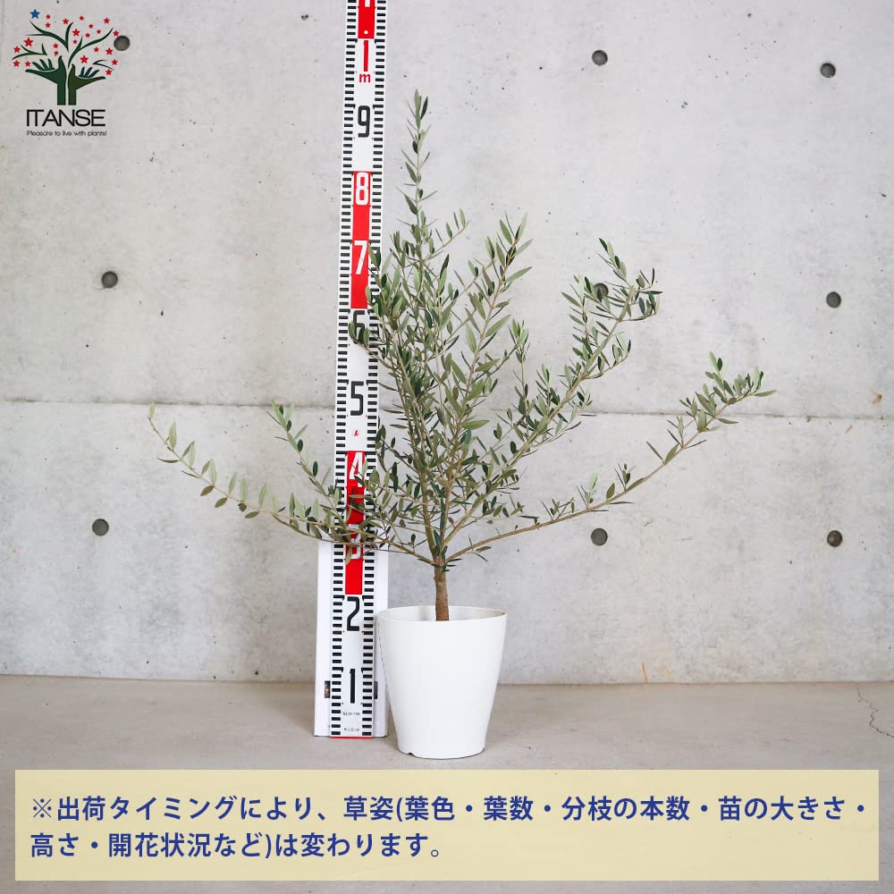 Amazon.co.jp: ITANSE オリーブの苗木 ピクアル 6号白テーパード