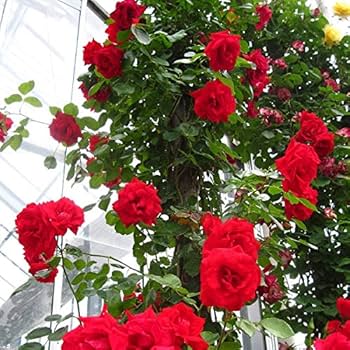 【赤いバラ】 432夜 赤いバラ、どこから来たの？ – Gadenetガデネット