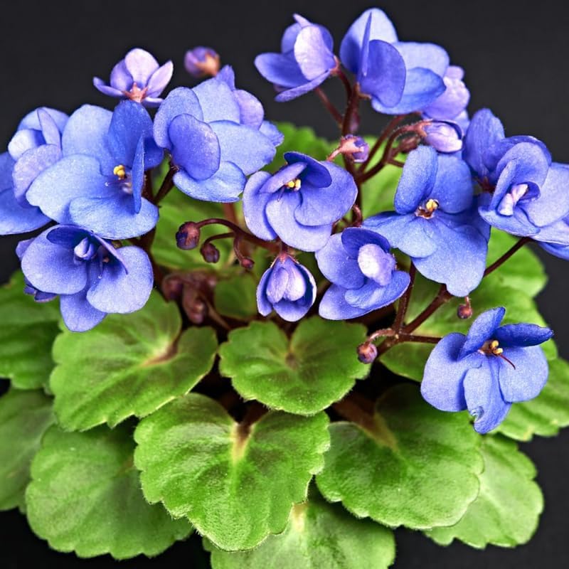 Miniatura 5 de Plantas vivas de violetas africanas, plantas de interior, flores violetas africanas azules y blancas, maceta de 4 pulgadas, planta viva de interior