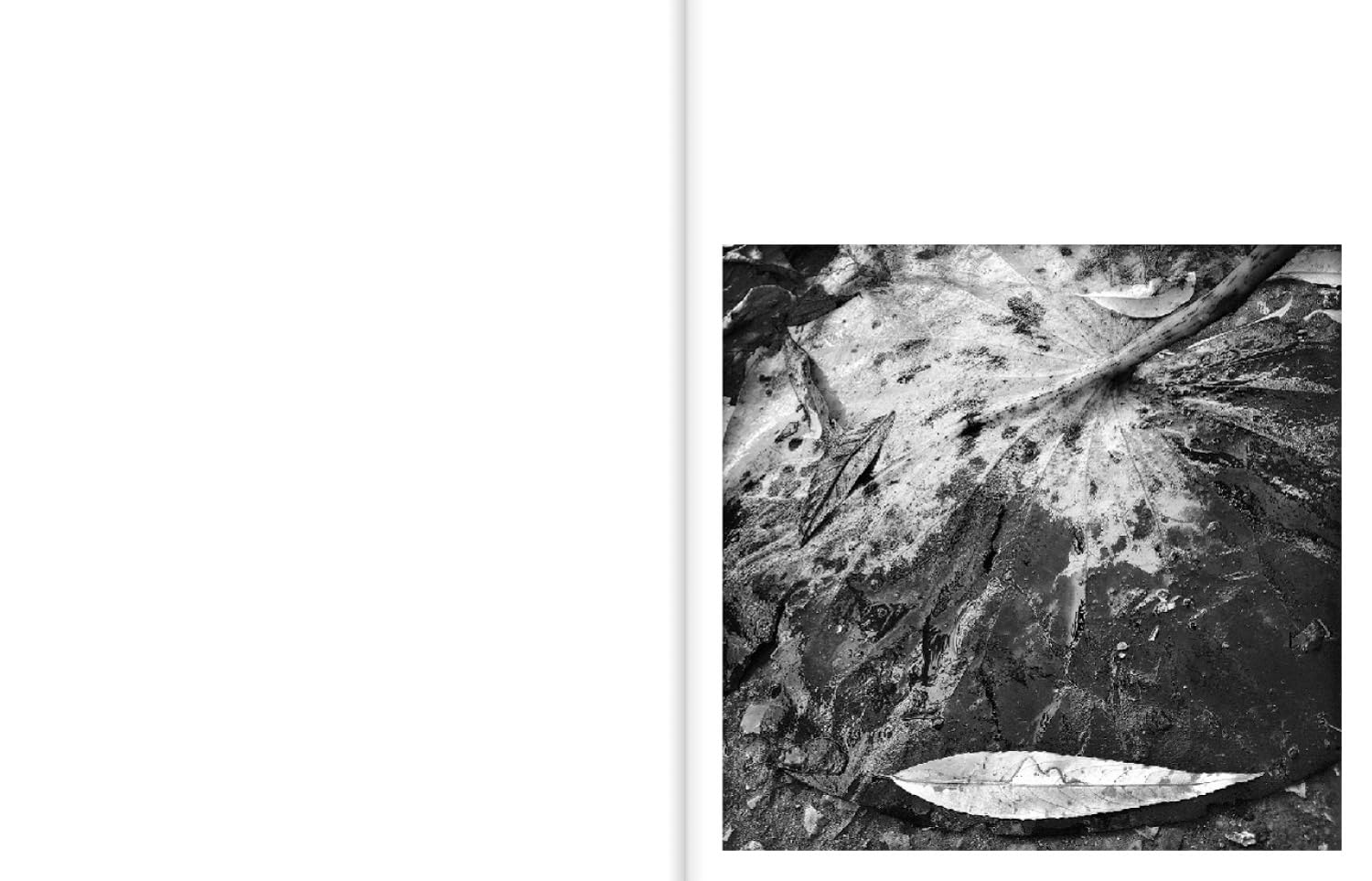A Certain Nature After Giverny
