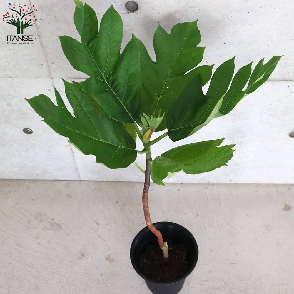 Amazon｜ITANSE パンの木 (パンノキ) 6号鉢【品種で選べる