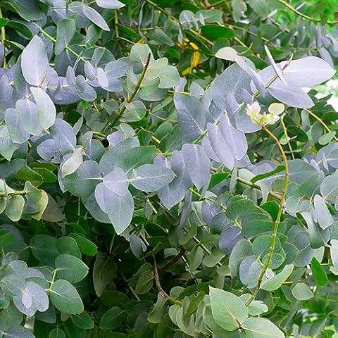 Eucalyptus Blue Mallee Tropical House Plant Seeds Cover