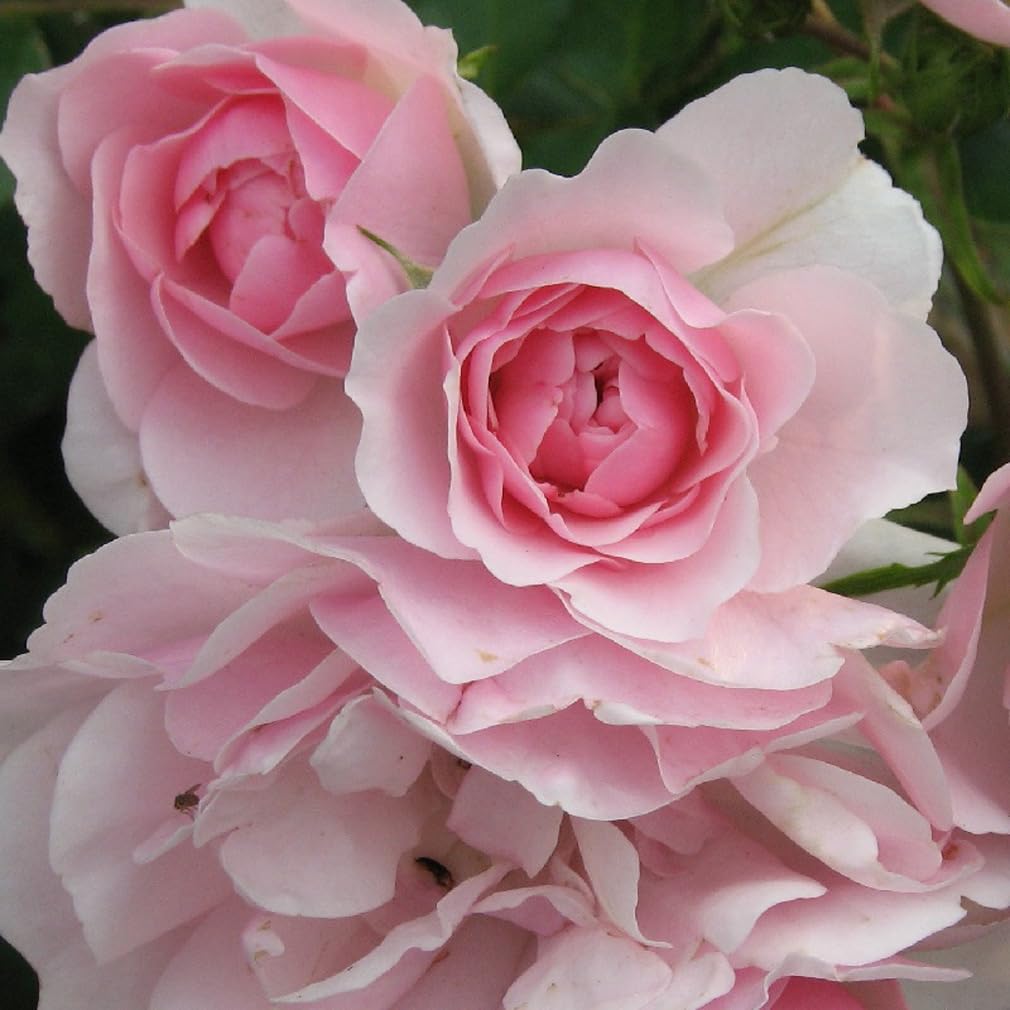 2 x Rosier - Rosa 'Bonica' pot 25-30 cm - La Rosier résistante avec de charmantes fleurs doubles