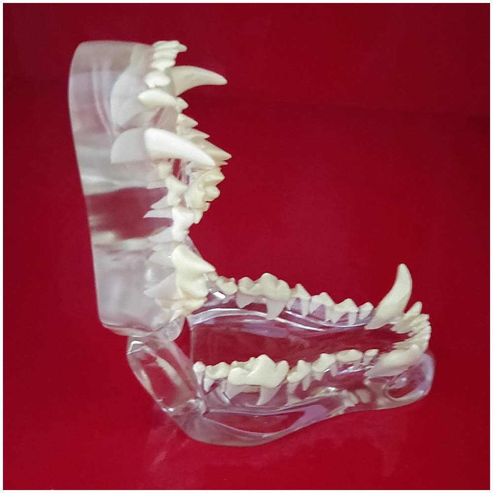 Model Zębów Psa - Materiał Pvc Model Zębów Psa - Medyczny Anatomiczny Model Czaszki I Szczęki Psa - Do Nauki Weterynaryjnej, Model Edukacyjny