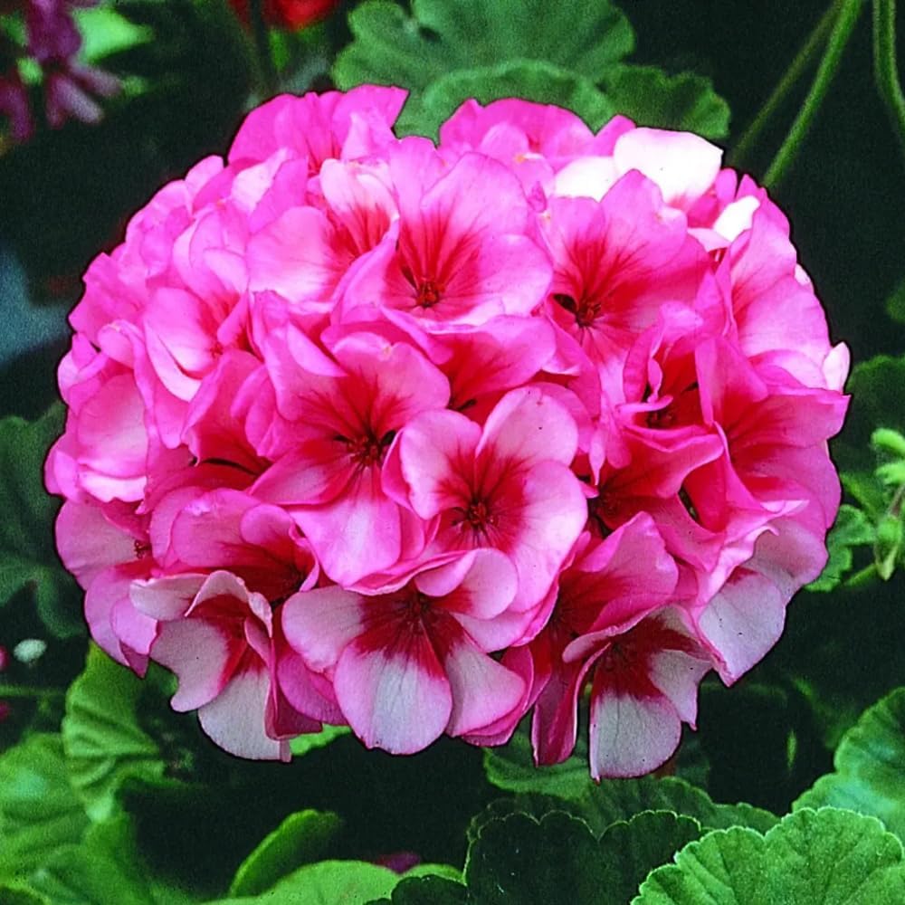 Set 2 Geranium Plants Live, 4-9 Inches Tall, Hardy Flowering Geraniums for Garden or Pots, Fragrant Perennial Blooms (Orange Geranium)