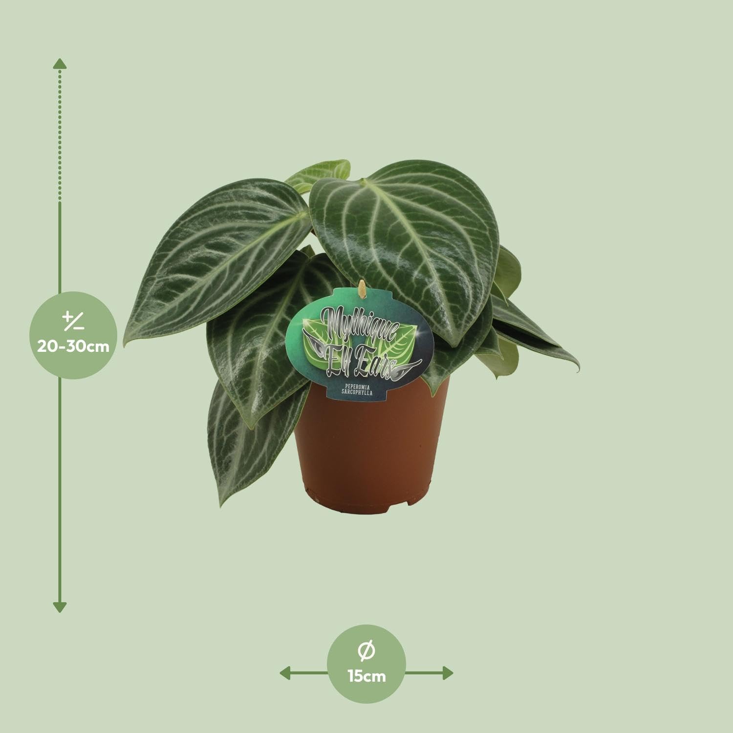 Peperomia Sarcophylla - 25cm - Ø15cm - Plante d'intérieur - Vert persistant - Cactus et plantes succulentes
