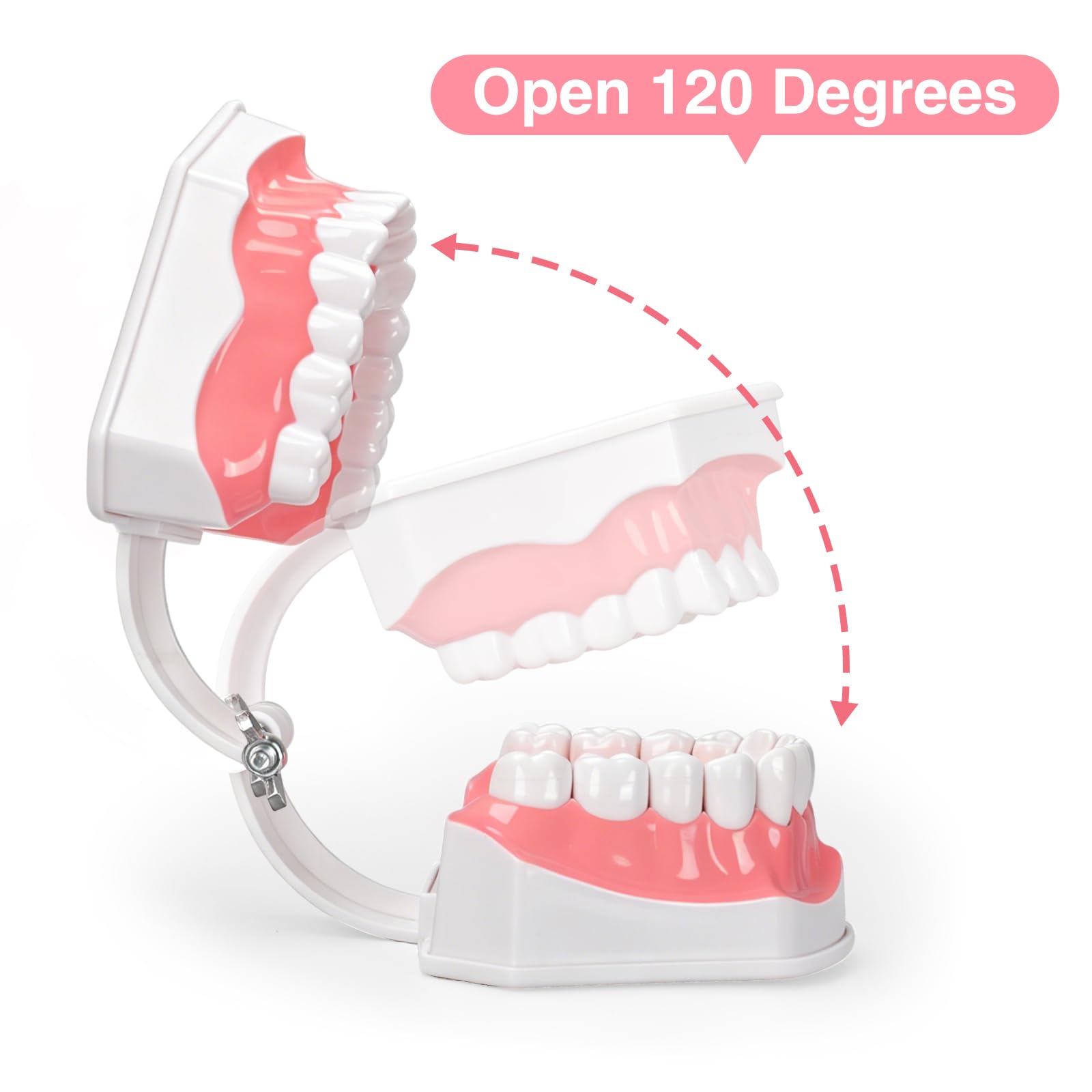 Ultrassist, modello dentale ideale per spazzolare i denti dentali per bambini, 2 volte ingrandire, include spazzolino per studio anatomico dei denti dentali, educazione orale