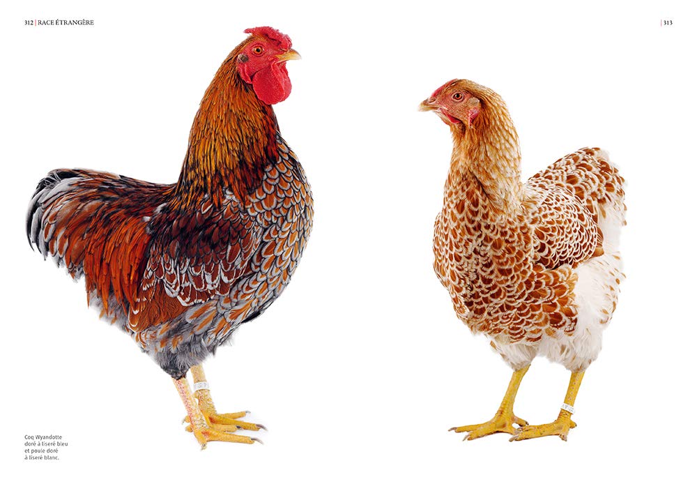 Guide des races de poules - 130 races françaises & étrangères: 130 races françaises et étrangères