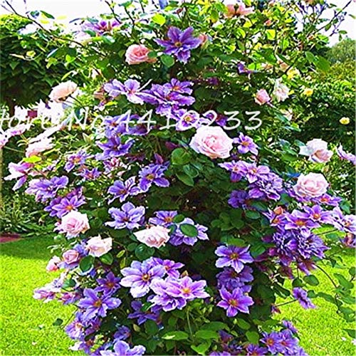 Semillas De Rosa Damascena Aachondra - 50 Unidades - Para Exterior, Color Rosa