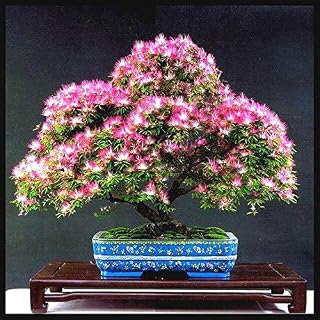 10 Pcs Bonsai Albizia Flower Seeds Called Mimosa Silk Tree Seed Rare Garden Potted Plants Rainbow Flowers Pot DIY Plant Gift: Only Seeds