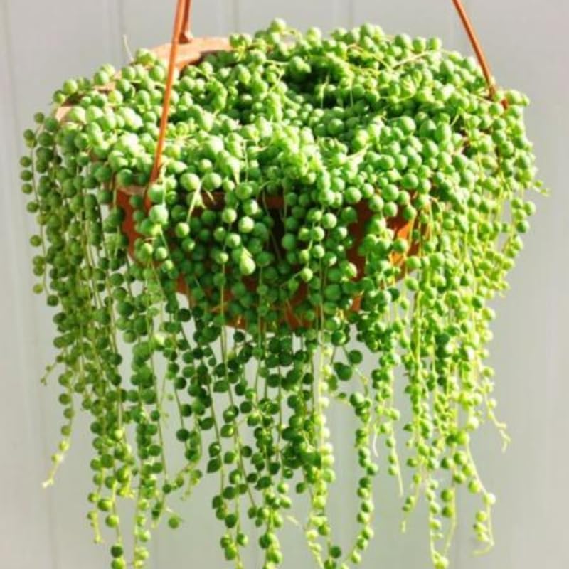 Miniatura 7 de String of Pearls Plant Live, enredadera suculenta rastrera, planta de interior viva rara en maceta