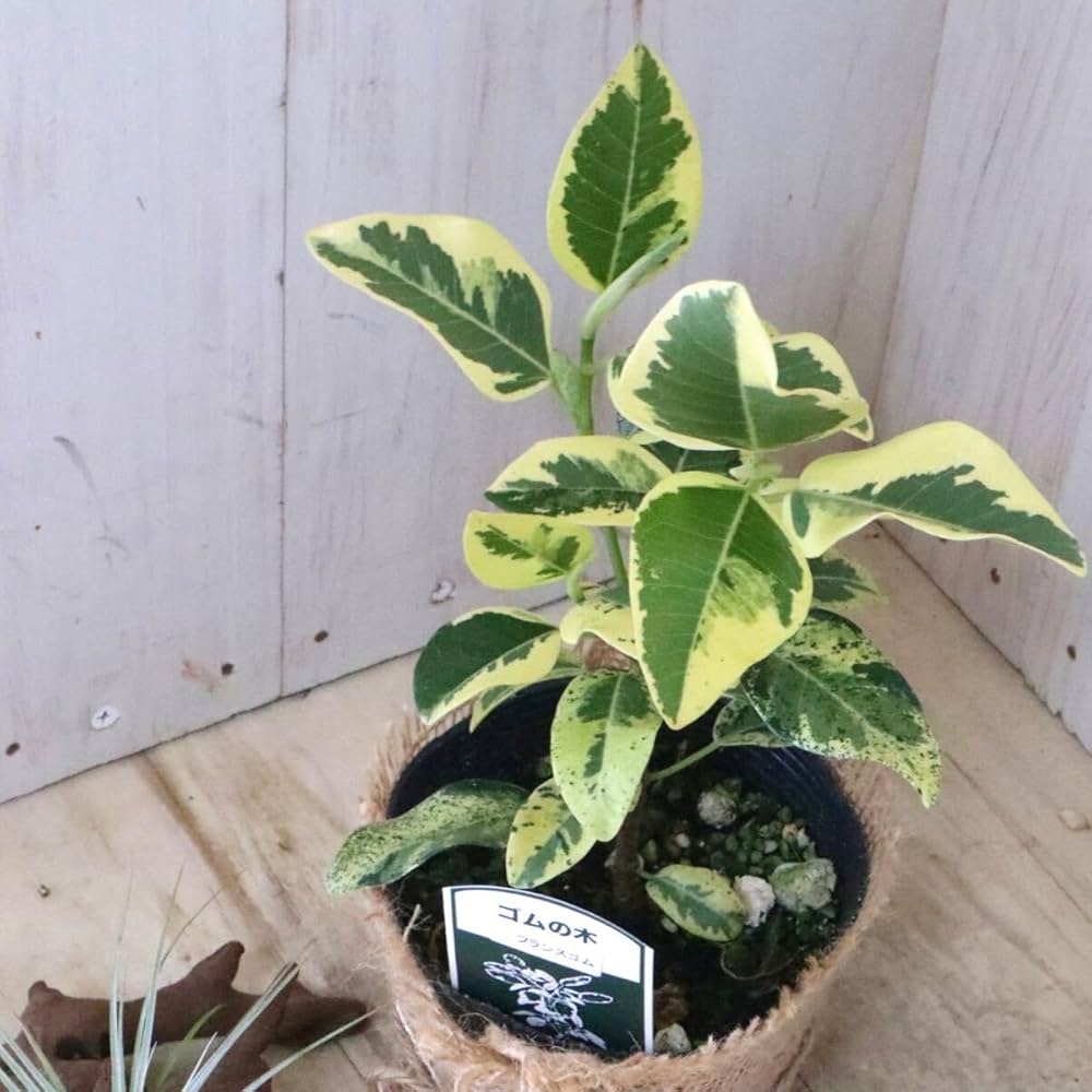 超希少　観葉植物　斑入り　フランスゴムの木　超美形　約110㌢　ルビキノーサ 超希少 観葉植物 斑入り フランスゴムの木 超美形 約110
