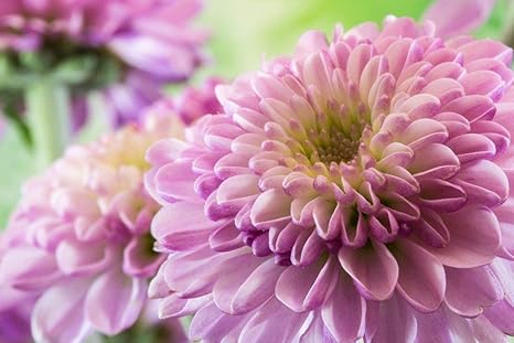 Amazon 紫のダリアの壁紙 花の壁紙 キャンバス ステッカー 印刷 壁紙ポスター はがせるシール式 写真 特大 絵画 壁飾り75cmx50cm ウォールステッカー オンライン通販 Amazon 紫のダリアの壁紙 花の壁紙 キャンバス ステッカー 印刷 壁紙ポスター はがせるシール式 写真 特大 絵画 壁飾り75cmx50cm ウォールステッカー オンライン通販