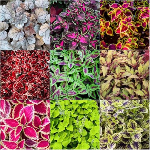semillas de coleus exóticas de jardín césped ornamental sombra césped decoración balcones, interior, Serie 300pcs