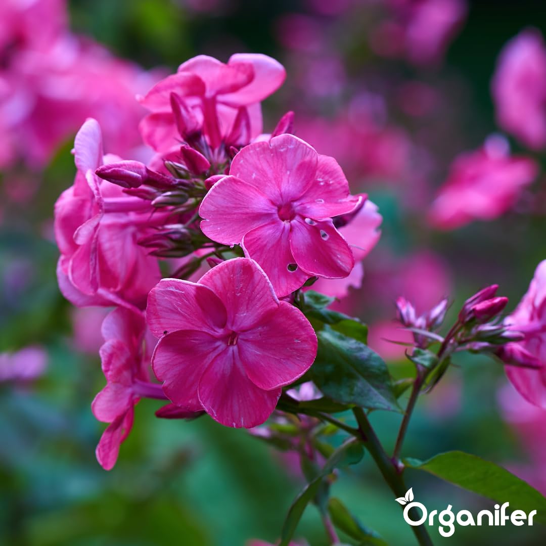Phlox Nawóz Organiczny Do Kwiatów - 3x1L - NPK 2-1-8 | Zdrowe Liście - Silne Korzenie I Wysoka Plonność - Organifer