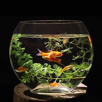 水槽 mellow1003 Amazon | 水草 水槽 オブジェ アクアリウム用水草と岩セット