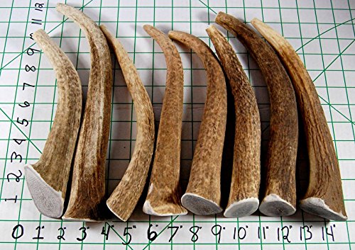Big Dog Antler Chews Elk Antler Dog Chew, Extra Large Tine, 8 Inches To 12 Inches, Xl - Great For Your Large To Extra Large Dogs And Puppies Brand #TOP4