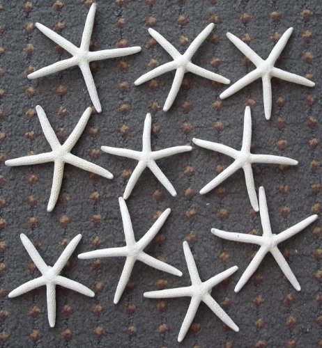 Finger Starfish, 2 to 3 Inch - 10 Pack