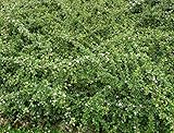 bodendeckerrosen the fairy Cotoneaster dammeri radicans wächst aufrecht, dicht und erreicht gewöhnlich eine Höhe von 10 - 15 cm und wird bis zu 60 - 80 cm breit. In der Regel wächst sie 10 - 40 cm pro Jahr. Habitus: Zwergstrauch