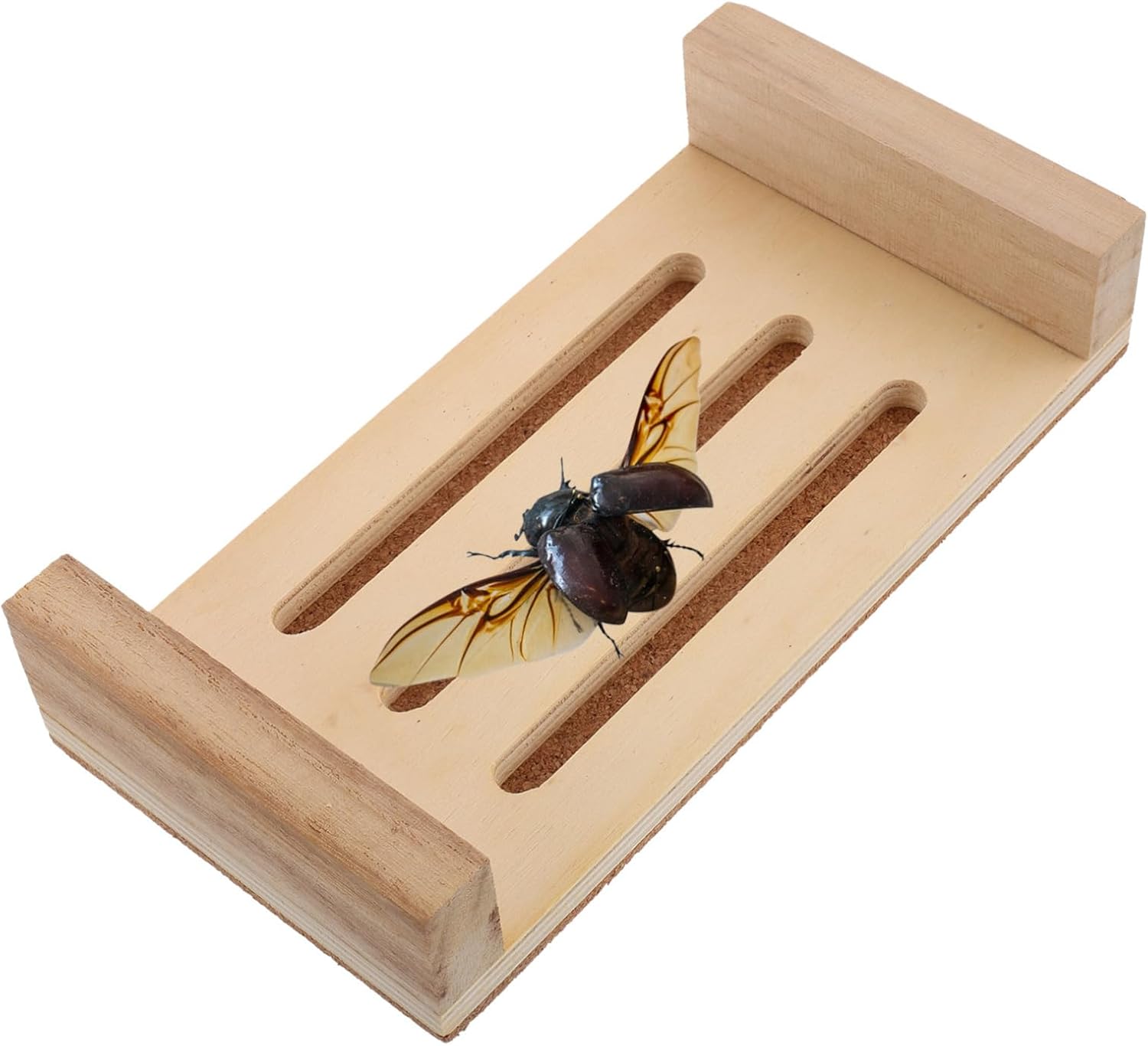 Specimen Pinning Plate Elegant Display Board for Organizing and Shaping Specimens User-Friendly Design Spacious Storage for Collection Supplies