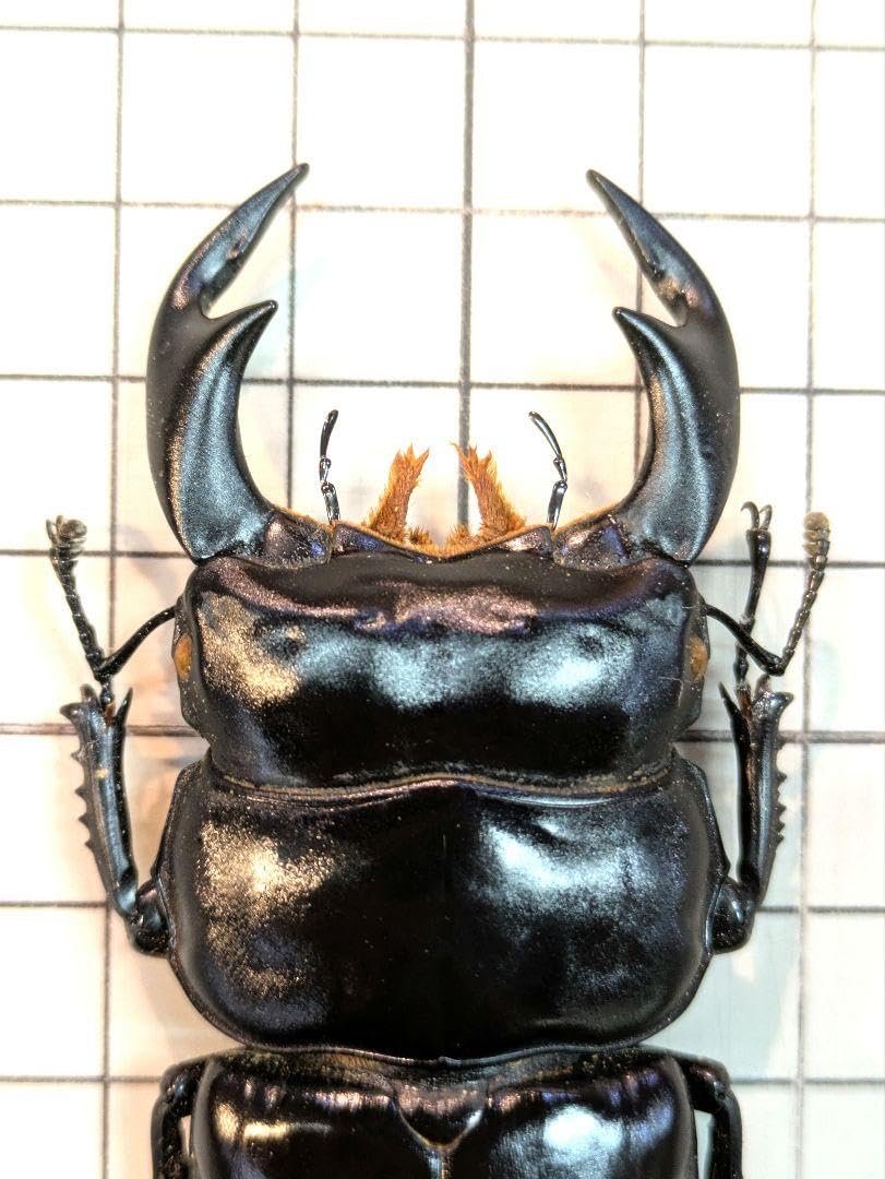 昆虫標本 特大インドアンタエウスオオクワ89mm 昆虫標本 特大インド