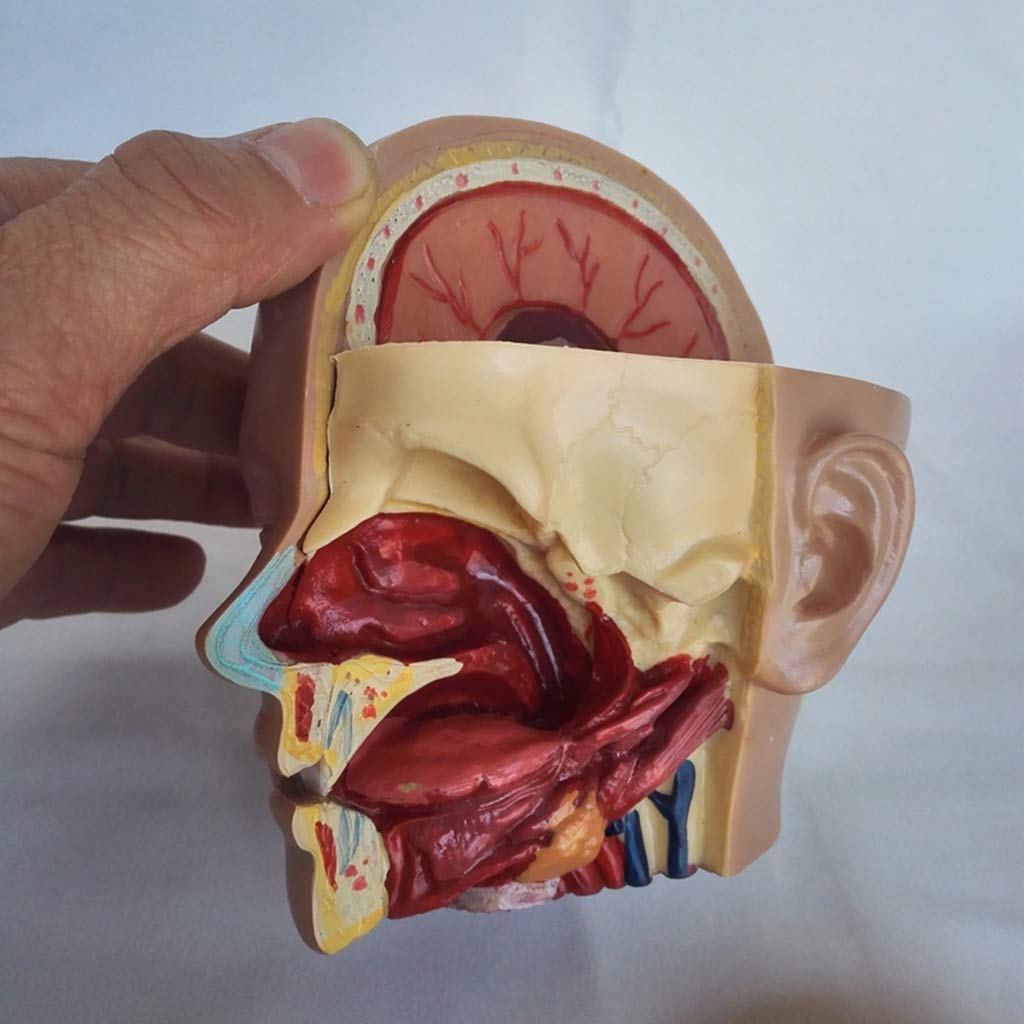 Modelo De Anatomía, Modelo De Anatomía del Cráneo, Modelo De Anatomía Humana, Modelo De Anatomía Arterial De La Cabeza, Libro De Texto De Secundaria