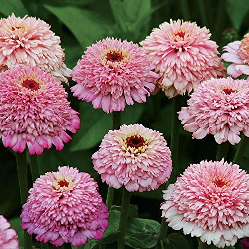Park Seed Semillas de zinnia, plantas de flores, fáciles de cultivar, sin OMG, perfectas para jardín de primavera, lila de zinderella, paquete de 25