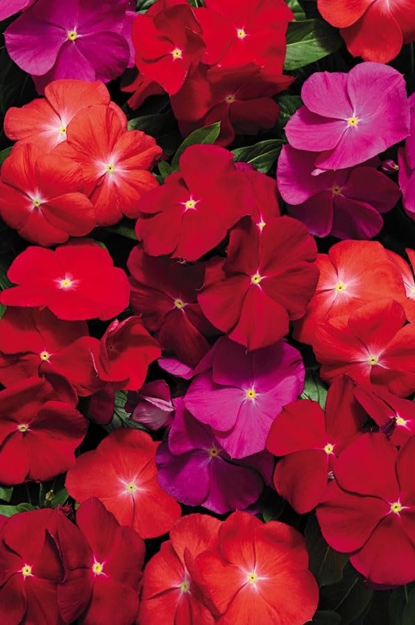 SVG® Vinca flower seeds For Your Home & Garden pack of 80 to 100 seeds (RED SHADE) (B0D38CS5TJ) Amazon Price History, Amazon Price Tracker