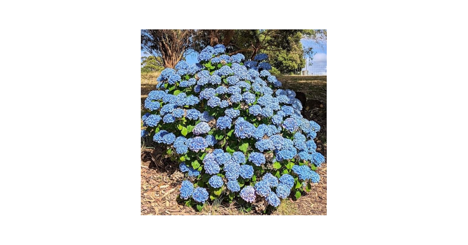 Hydrangea4937　0502 指定07 Amazon.com : 6