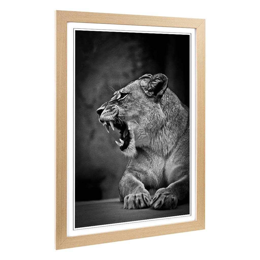 Big Box Art Framed Print of Fierce Lioness Lion Design | Wall Art Picture | Home Decor for Kitchen, Living, Dining Room, Lounge, Bedroom, Hallway, Office, Oak, A2 / 24.5x18 Inch / 62x45cm