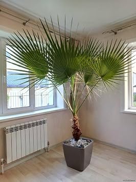 5+ Seeds California Fan Palm Washingtonia Nicanora - Tree Green