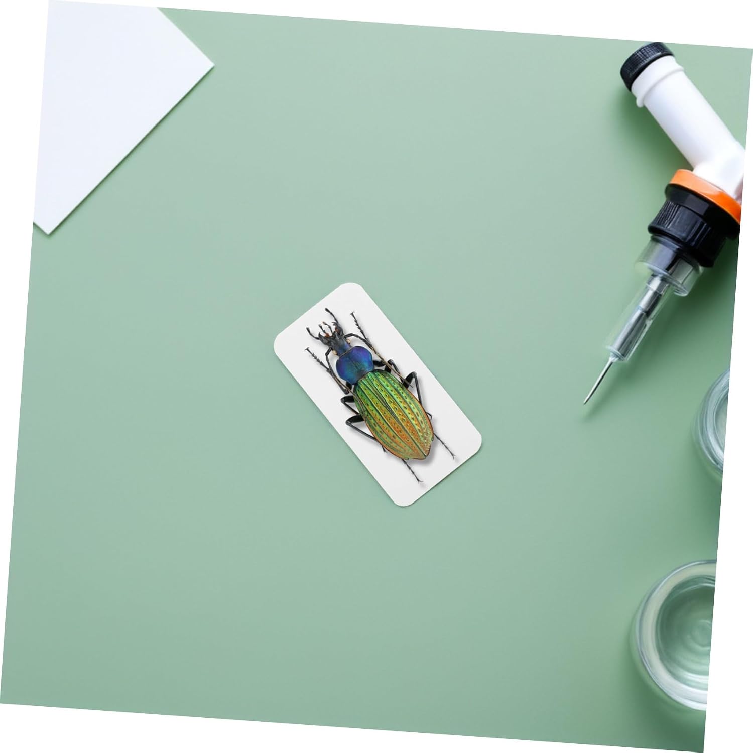 Generic 180pcs Insect Specimen Display Board Set with Thickened Rounded Corner Mounting Cards 50x25mm 65x25mm for Scientific Collection and Laboratory Teaching