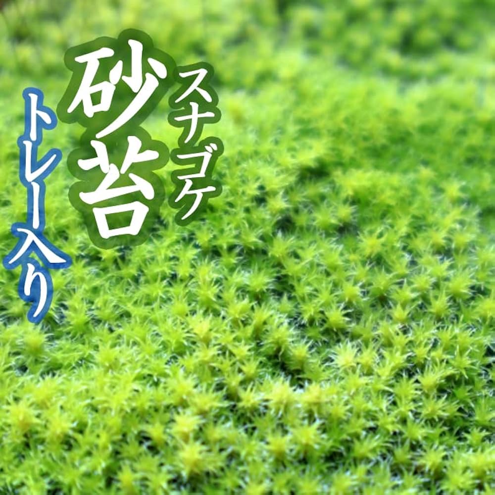スナゴケ 10トレー コケ 苔 苔リウム 苔テラリウム こけ スナゴケ 10トレー コケ 苔 苔リウム 苔テラリウム こけ